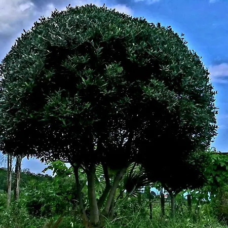 Holiday home Etna Masi' *