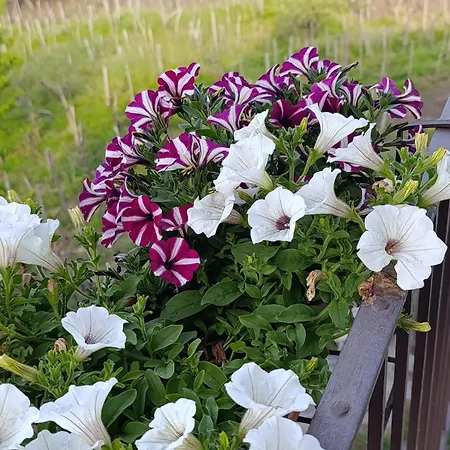 Etna Masi' *