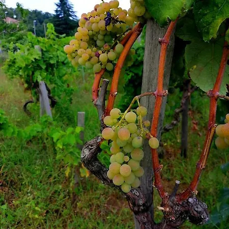Etna Masi' Milo